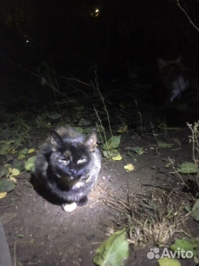 Замерзают кошки