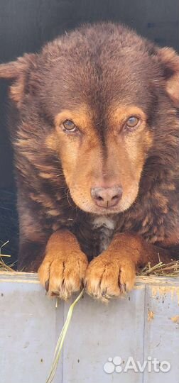 Ищет добрый дом красивая собака