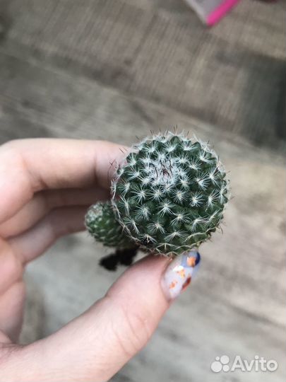 Хавортии разные, каланхоэ и тд