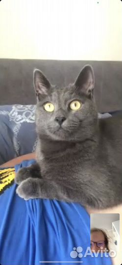 Кот русско голубой (агро), мальчик