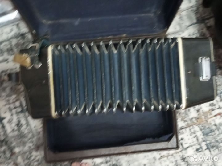 Баян вологодский