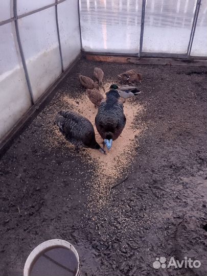 Индюк и индюшка