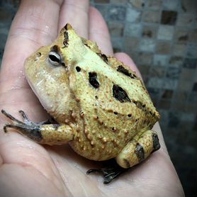 Лягушки Рогатки Амазонские Ceratophrys cornuta