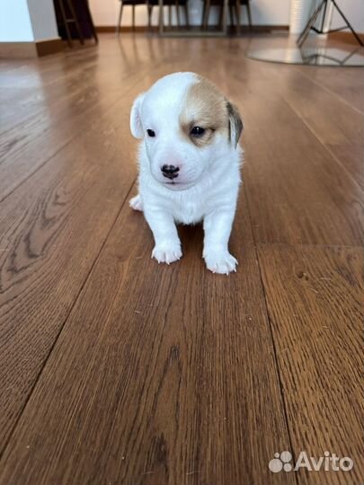 Джек Рассел терьер