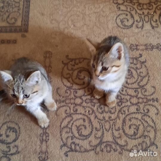 Кошки в добрые руки