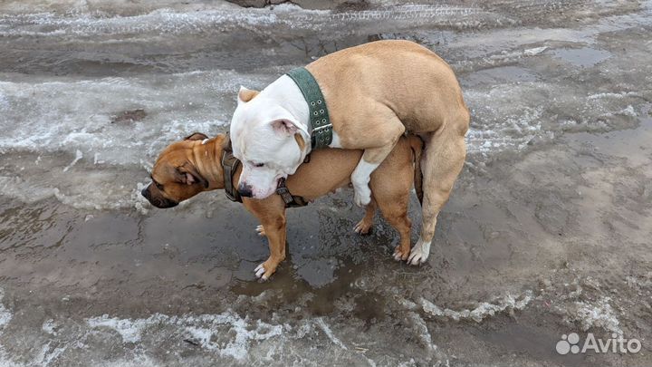 Щенки стафа