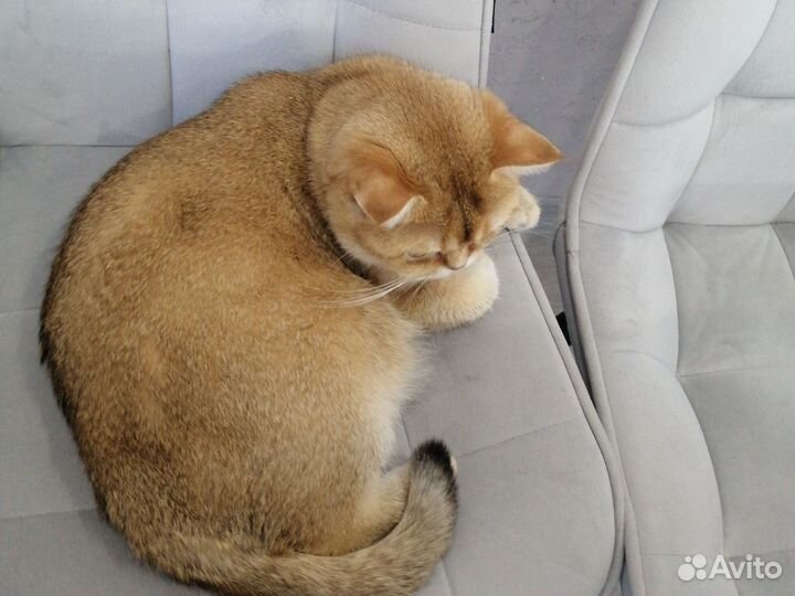 Шотландская золотая шиншилла кошка