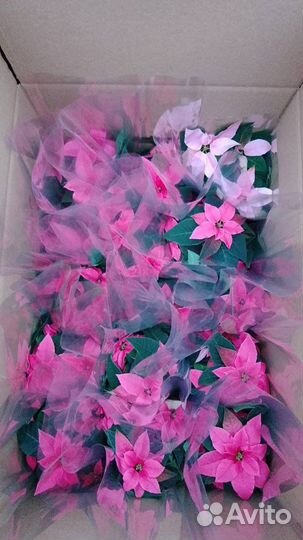 Пуантессия Рождественская звезда