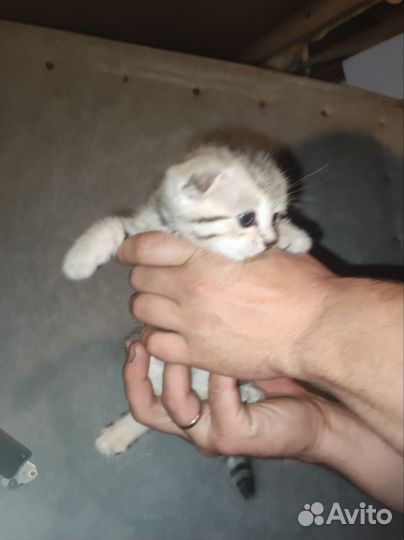Шотландская вислоухая кошка