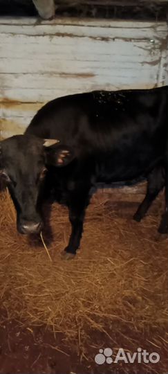 Корова стельная