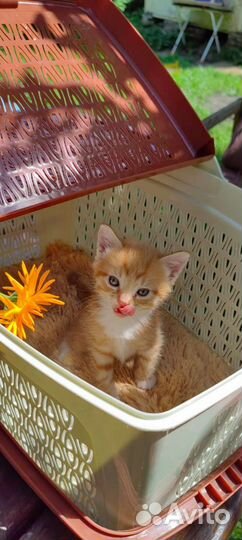 Котик бесплатно