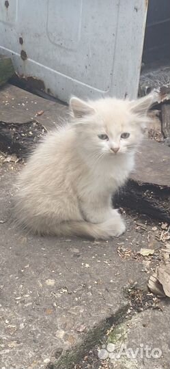 Пушистые котята