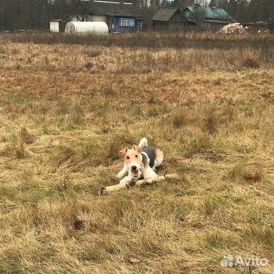 Фокстерьер жесткошерстный для вязки