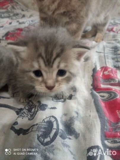 Котята британцы