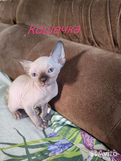 Канадский сфинкс котята