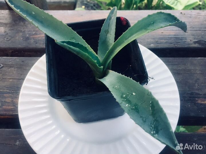 Агава голубая. Растет быстро. Очень экзотична