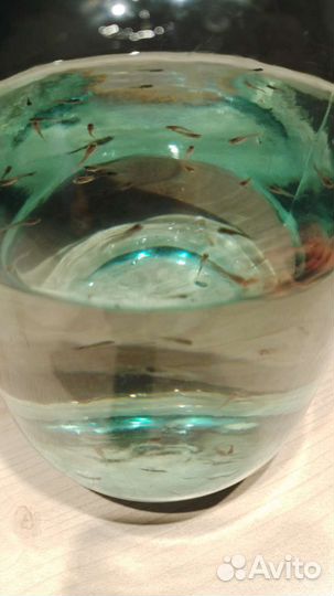 Мальки гуппи