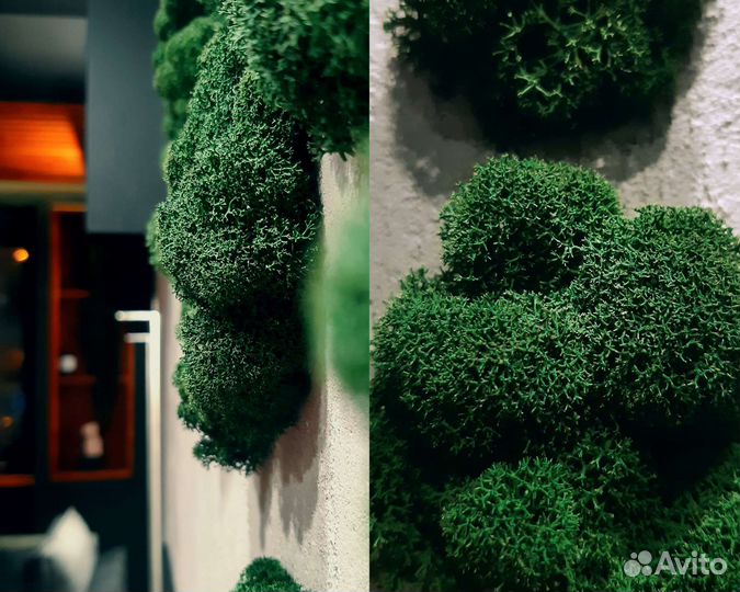 Фитокартина, стена из мха, ягель