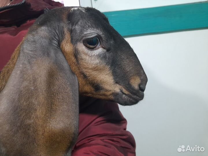 Англо-нубийские козочки и козёл