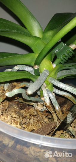 Орхидея фаленопсис