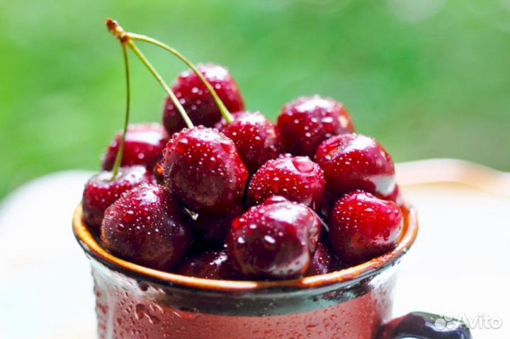 Саженцы черешни Оленька (логри)