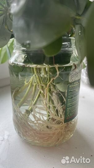 Шефлера детки