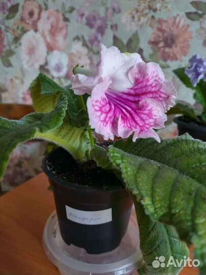 Стрептокарпусы детки