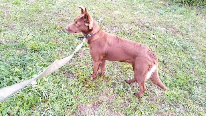 Собака в добрые руки отдам бесплатно