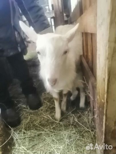 Коза заанинской породы