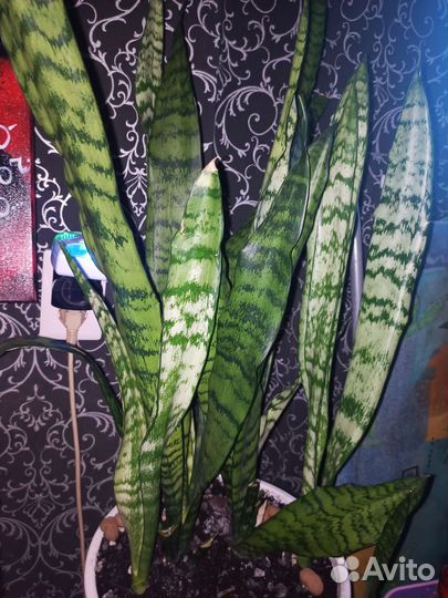 Сансевиерия