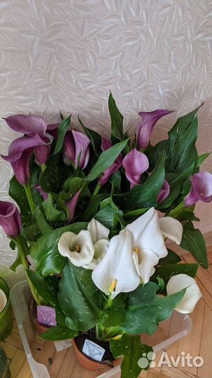 Каллы цветущие белые в подарок