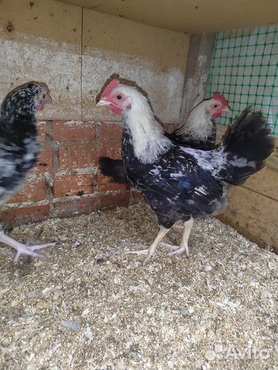 Молодые петухи
