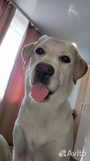 Лабрадор, вязка