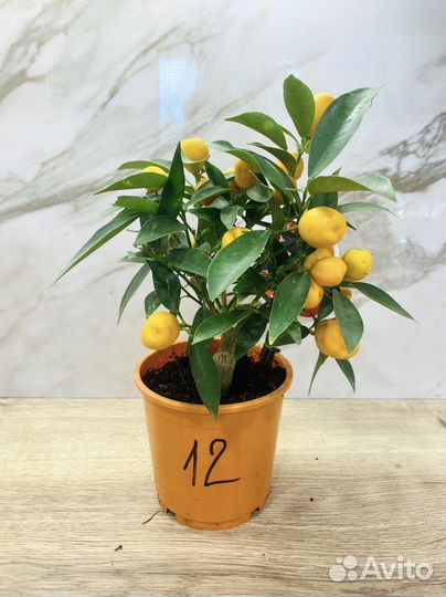 Мандариновое дерево