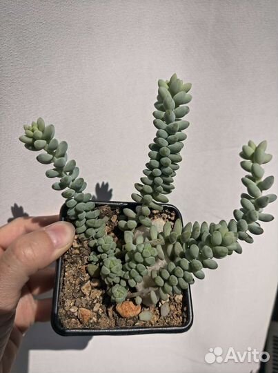 Седум (очиток) буррито. Суккулент