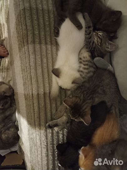 Котята в добрые руки бесплатно