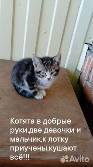 Котята в добрые руки бесплатно