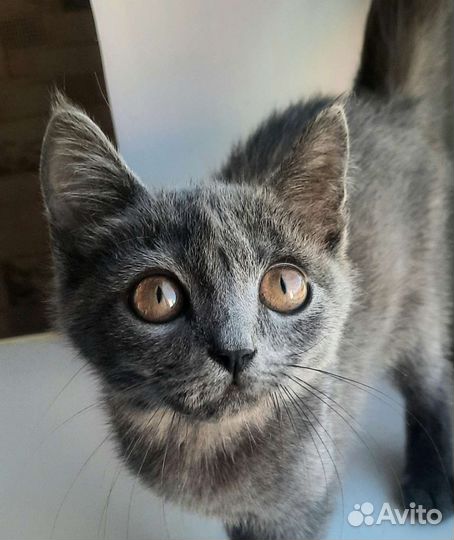 Найден котенок