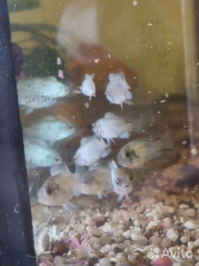 Нанокара электрик блю