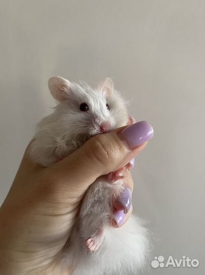 Сирийский хомяк