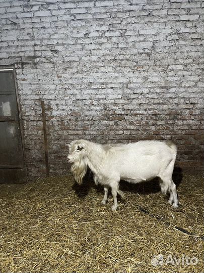 Козел производитель молочного направленя