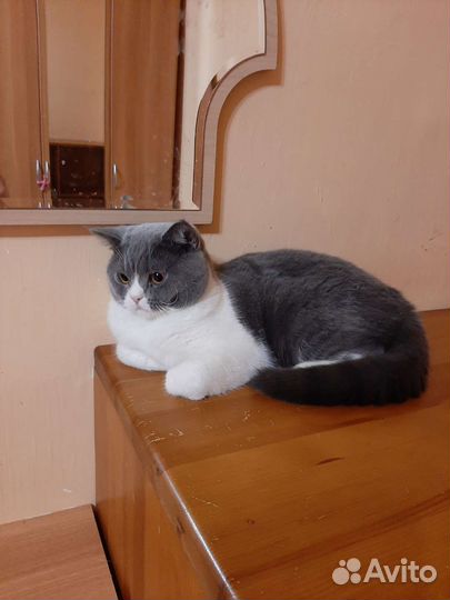 Британский кот с документами.Голубой биколор