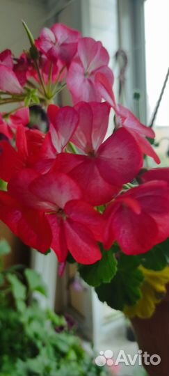 Герань пеларгония