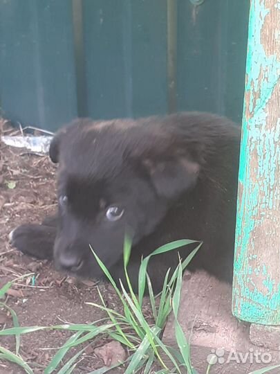 Щенки ищут дом