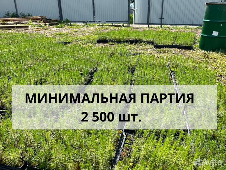 Сеянцы сосны зкс оптом