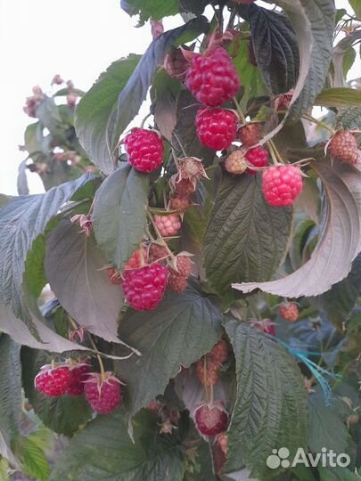 Ремонтантная малина