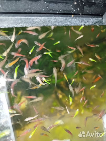 Аквариумные рыбки 