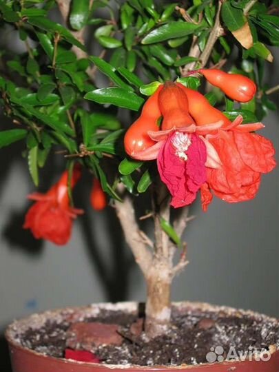 Комнатный карликовый гранат. Плодоносящий