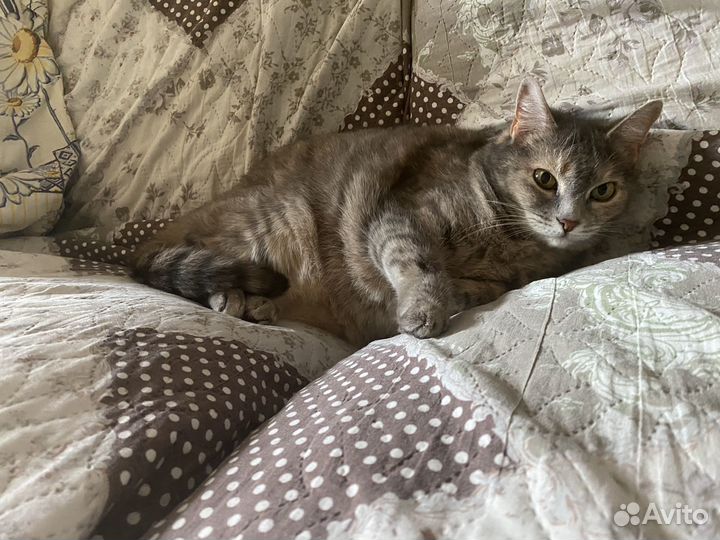 Кошка в дар бесплатно