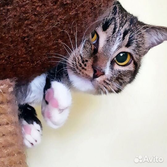 Кошечка Алиса